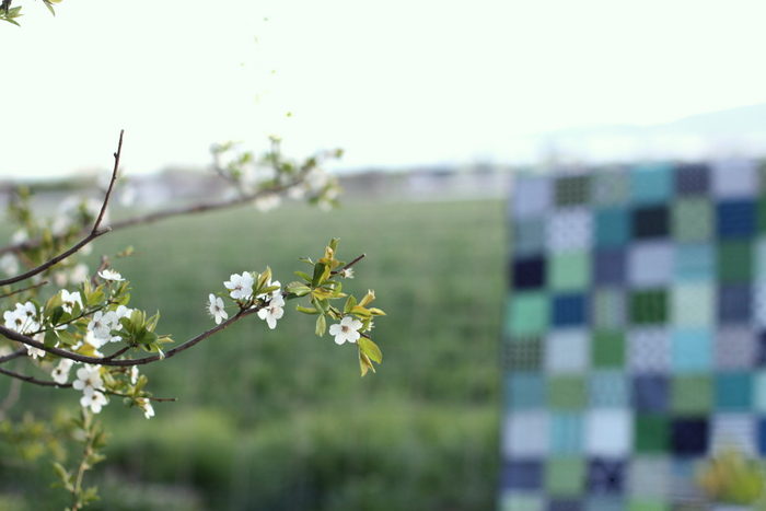 Blossoms quilt