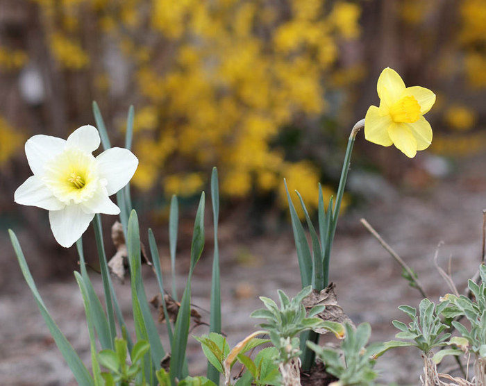 Daffodils-001