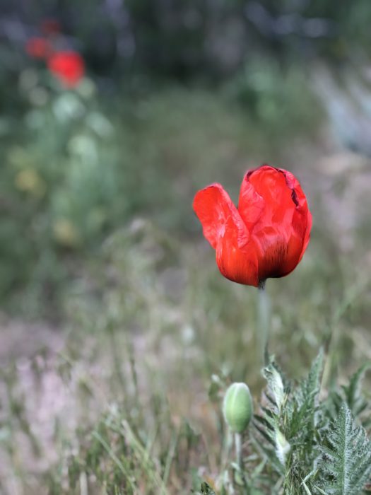 Poppy Fields
