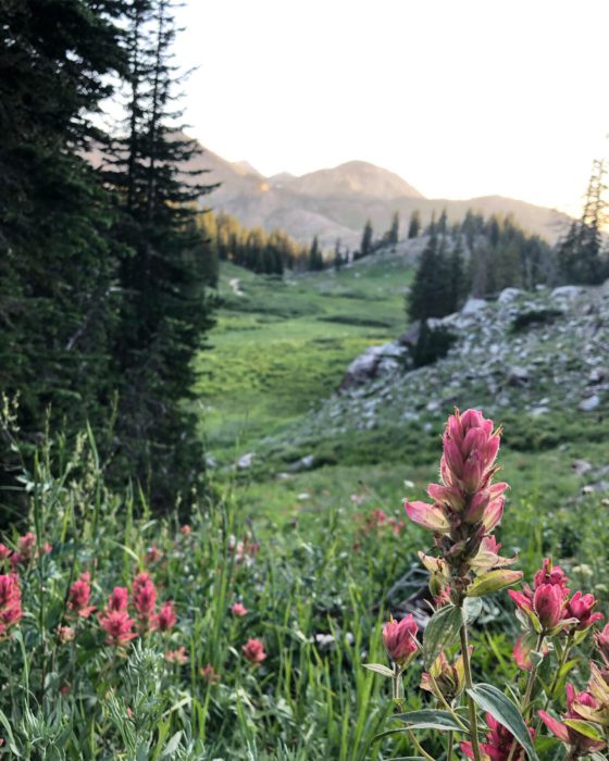 Wildflowers Albion Basin | More Orange Peel Applique Blocks + Real Life by popular Utah quilting blog: Diary of a Quilter: image of wildflowers in Albion Basin located in Utah.