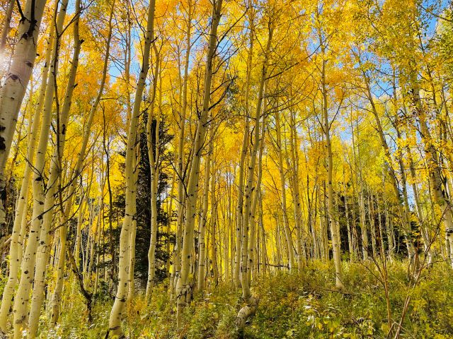 Fall Scenery in Utah: Gold Aspens on the Alpine Loop