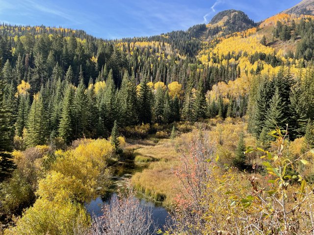 Gold Aspens Autumn in Utah