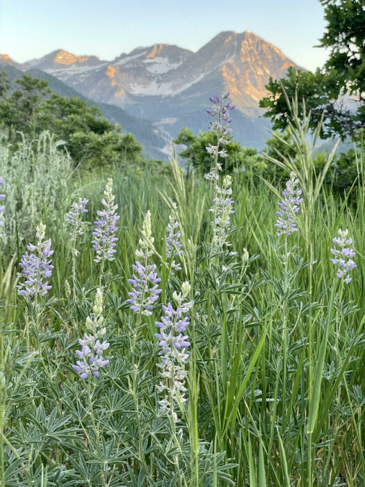 Wildflowers, Mount Timpanogos National Forest, Utah