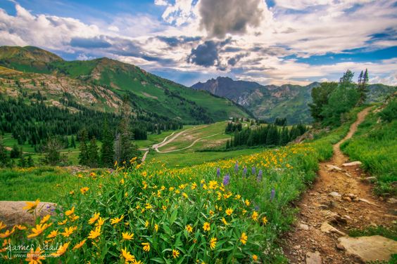 Albion Basin wildflowers by James Udall