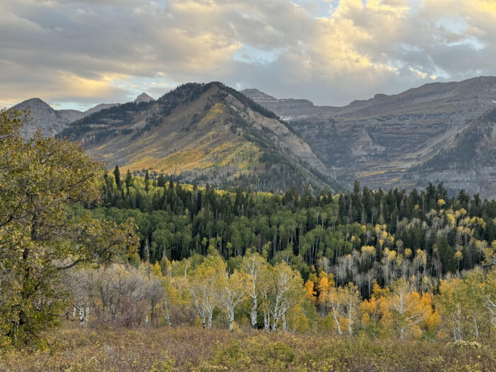 Mt Timpanogos, Utah - fall, golden aspens